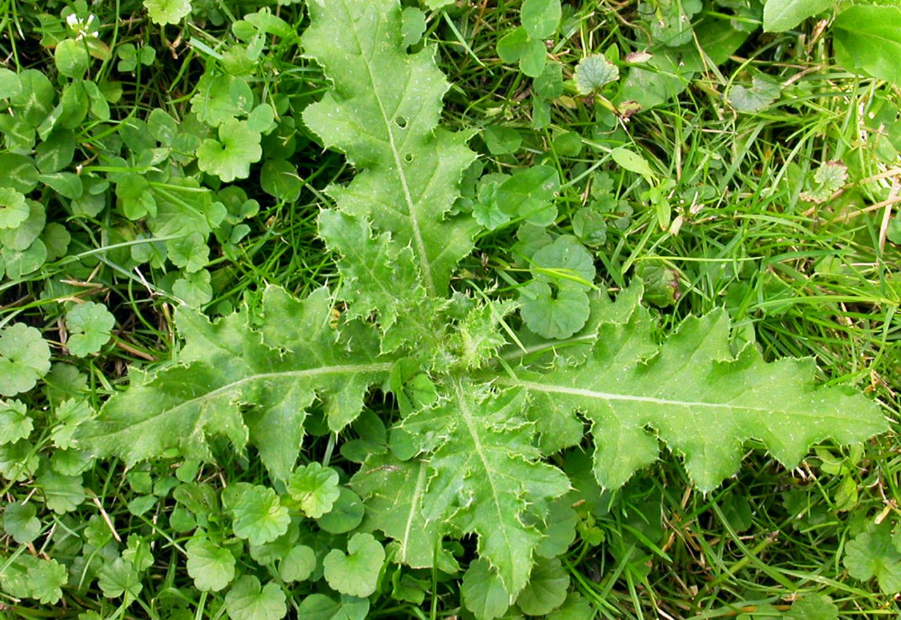 how to kill thistle weeds